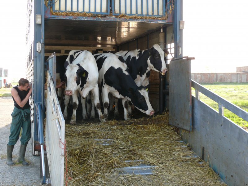 транспортировка коров